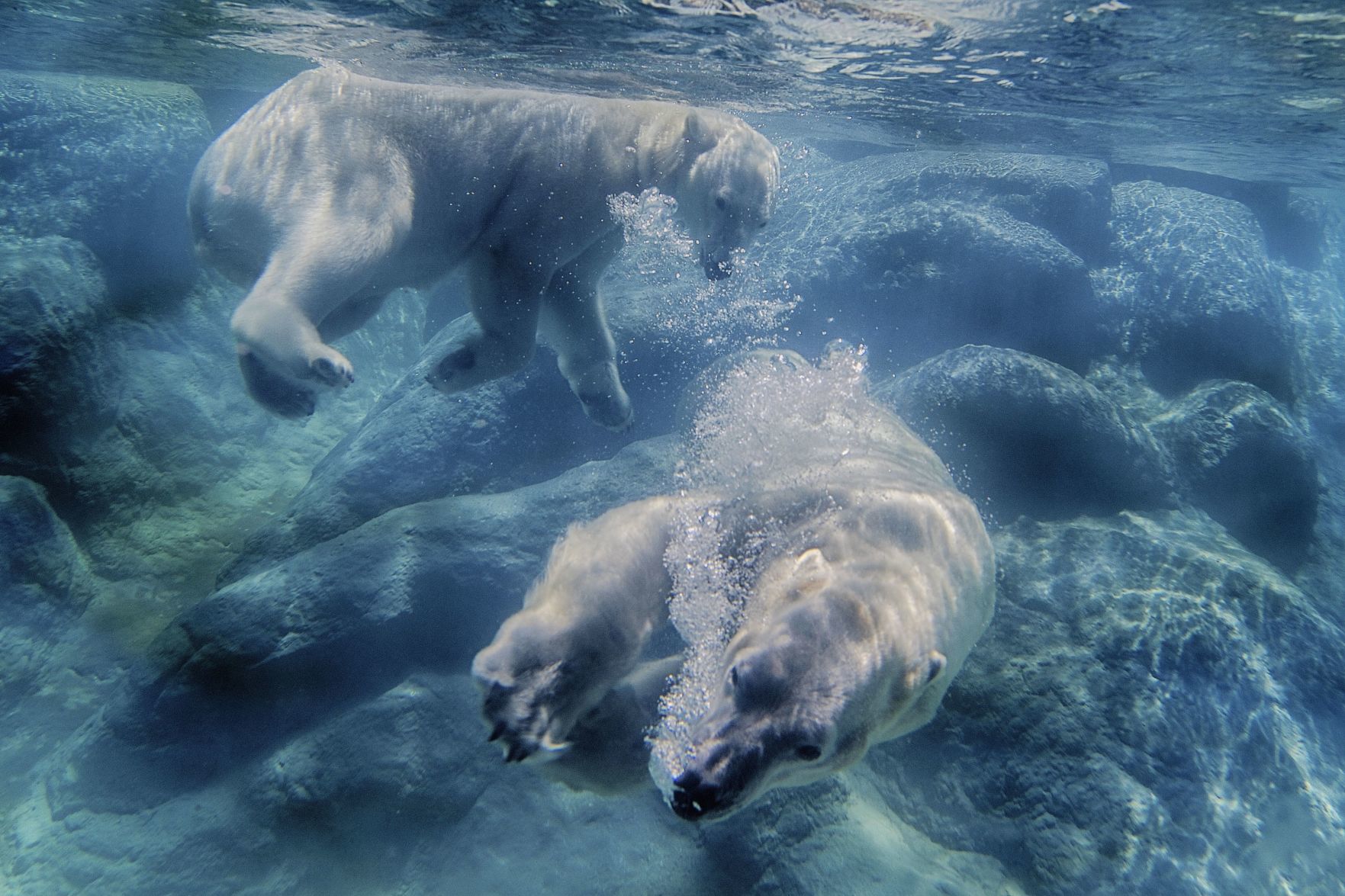 polar bears.jpeg